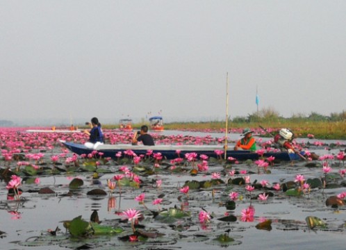 タレーブアデーン（赤い睡蓮の海）