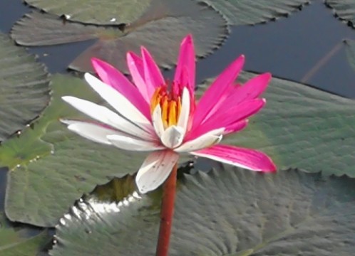 タレーブアデーン（赤い睡蓮の海）