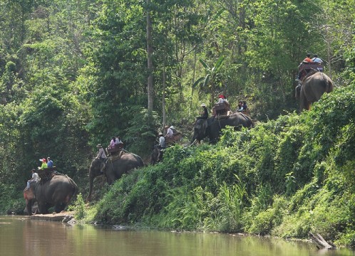 本格象乗り体験