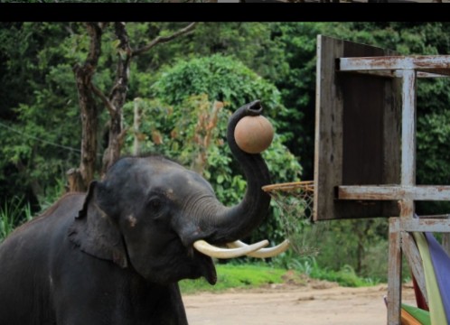 本格象乗り体験