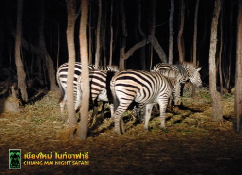 ナイトサファリ